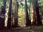 Coastal Redwoods--Muir Woods